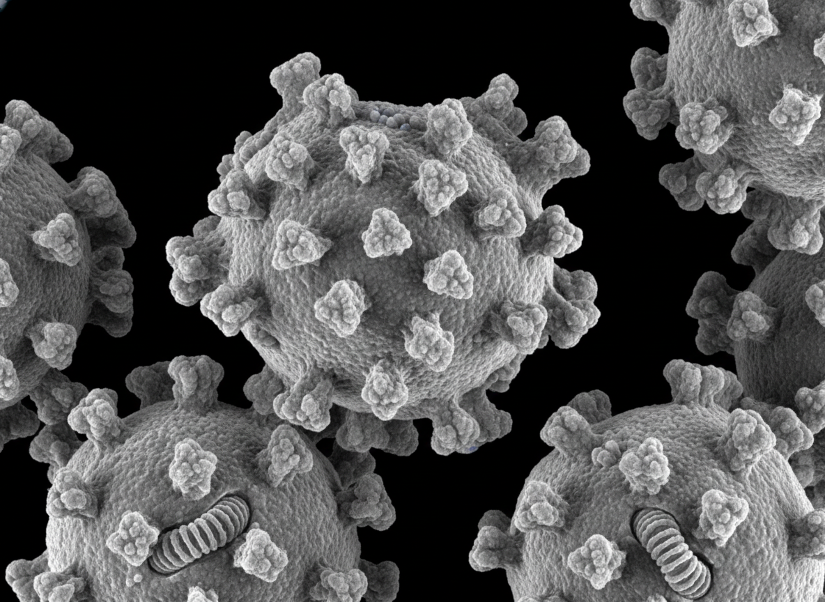 A detailed photographic close-up of the canine distemper virus, showcasing its distinct morphology under a powerful electron microscope.